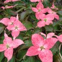 Cornus kousa 'Mont Fuji' fleur